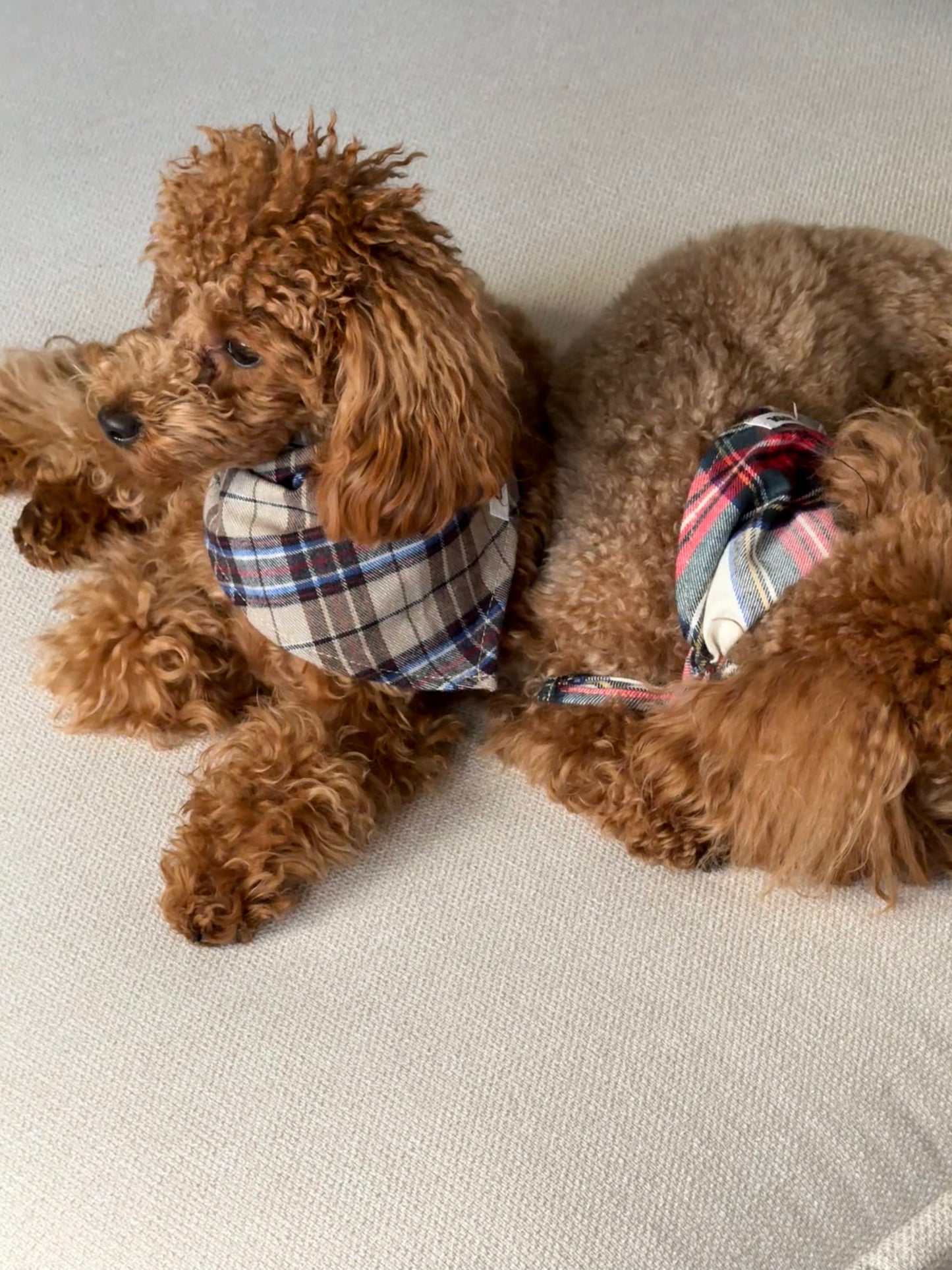 Dog Bandana Design Windsor Tweed