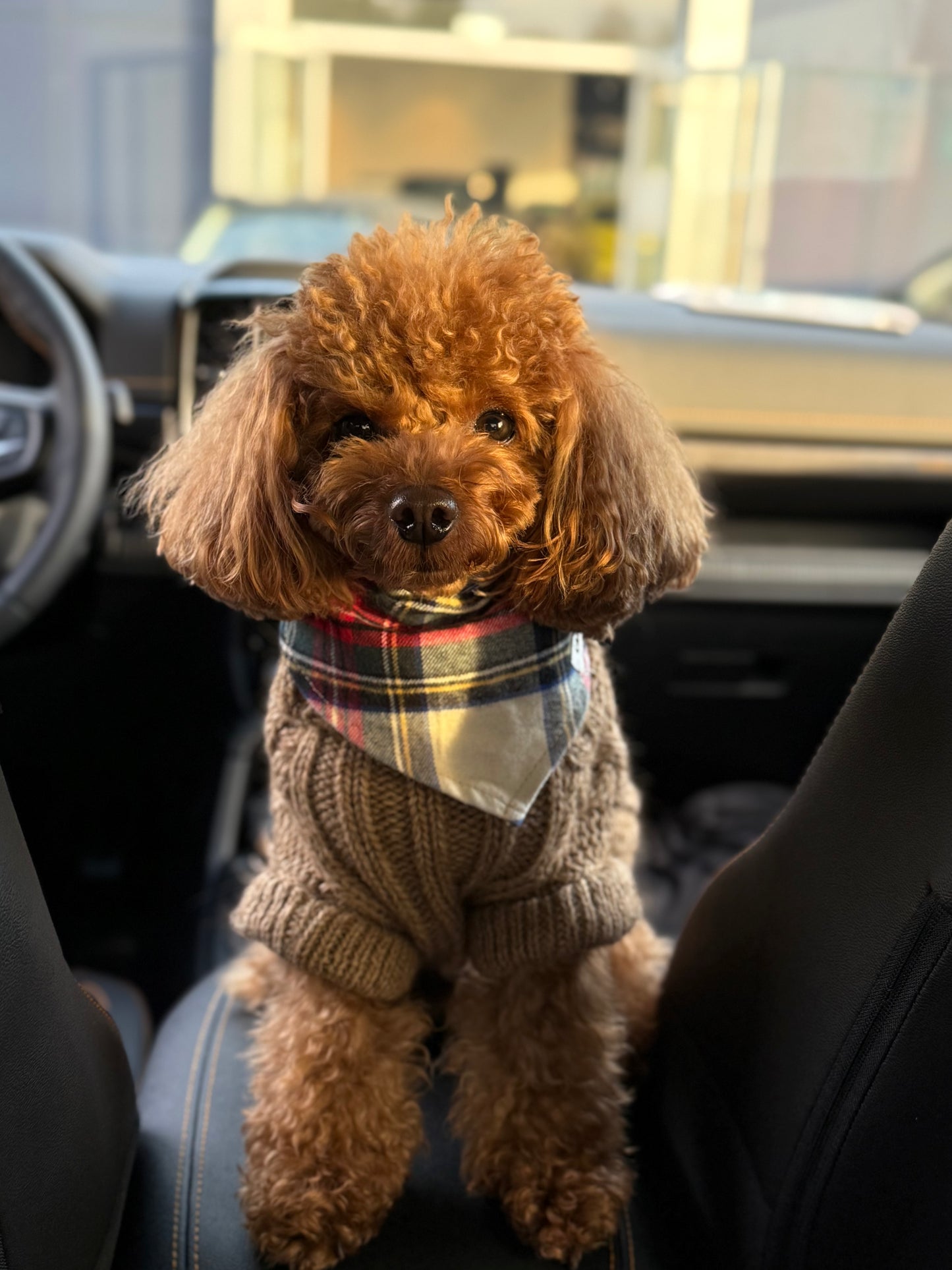 Dog Bandana Design Dress Stewart Tweed