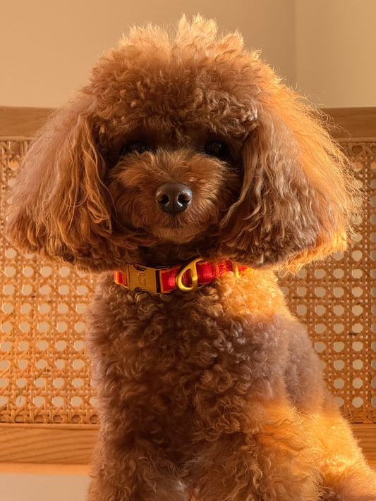 The History of the Toy Poodle: From Royal Courts to Loving Homes