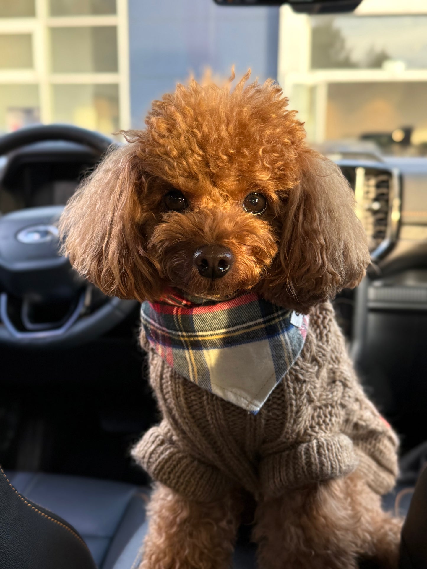 Dog Bandana Design Dress Stewart Tweed