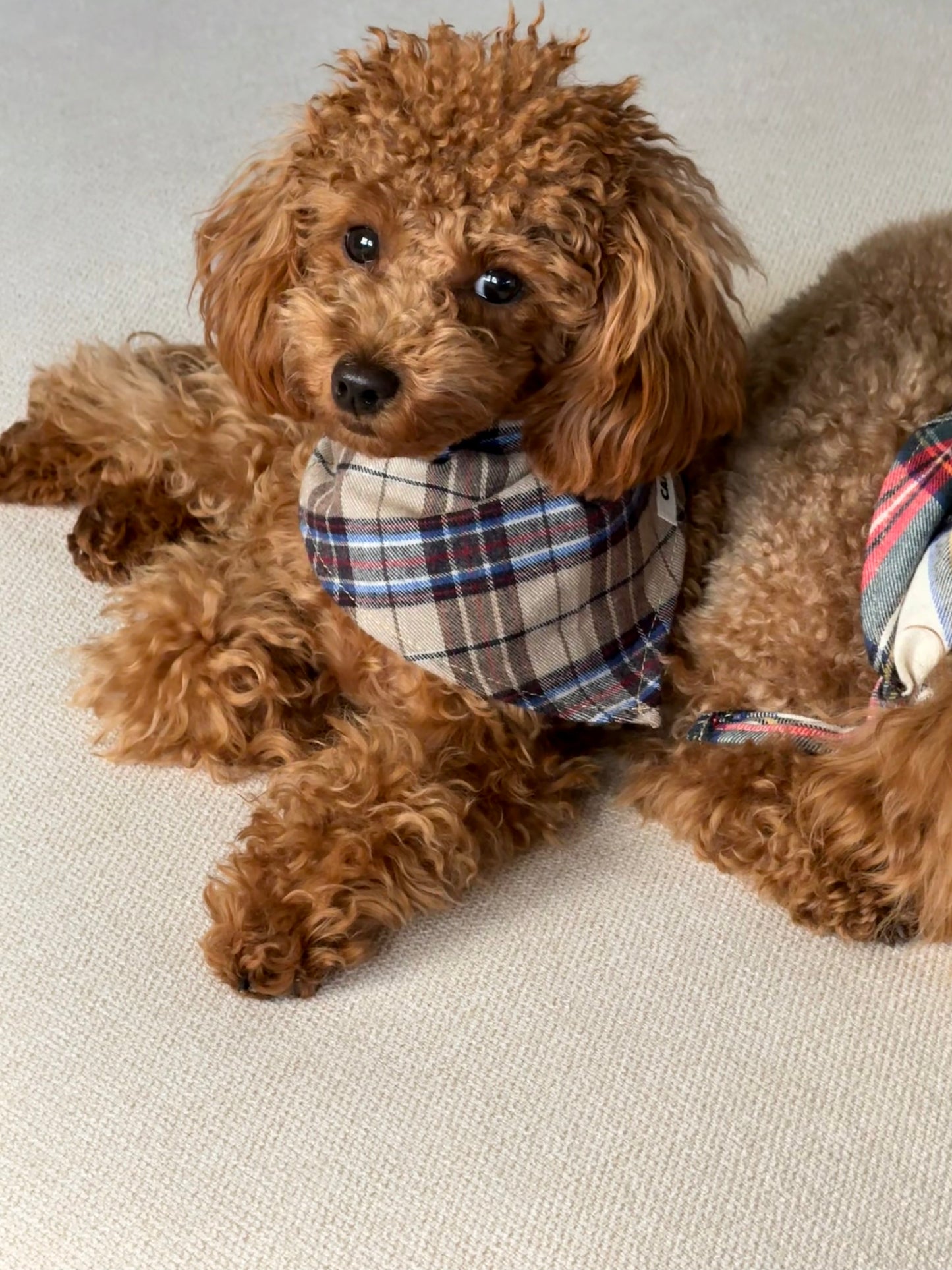 Dog Bandana Design Windsor Tweed